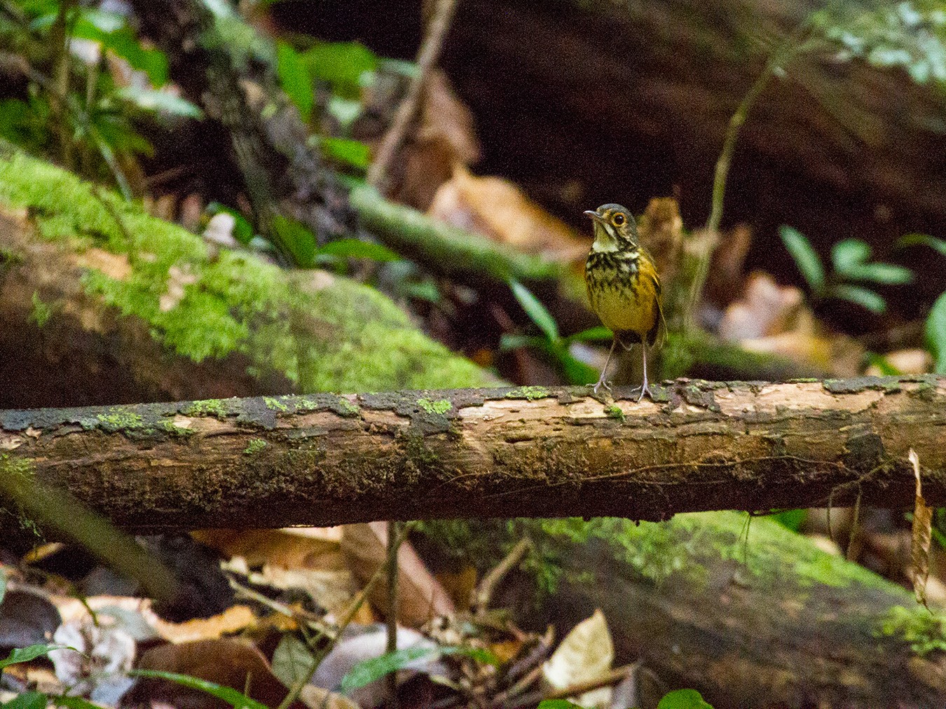 Spotted Antpitta - Leon Moore