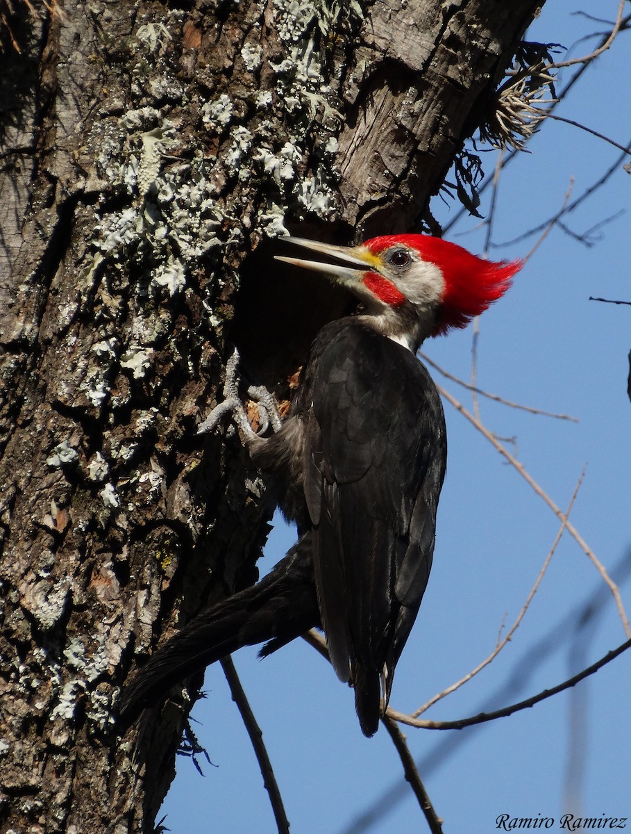 Black-bodied Woodpecker - ML179909421