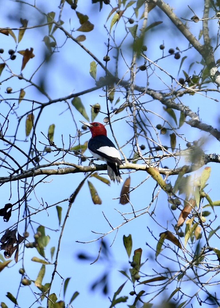 Red-headed Woodpecker - Joe Wujcik