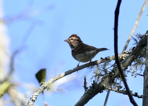 Chipping Sparrow - ML179910891
