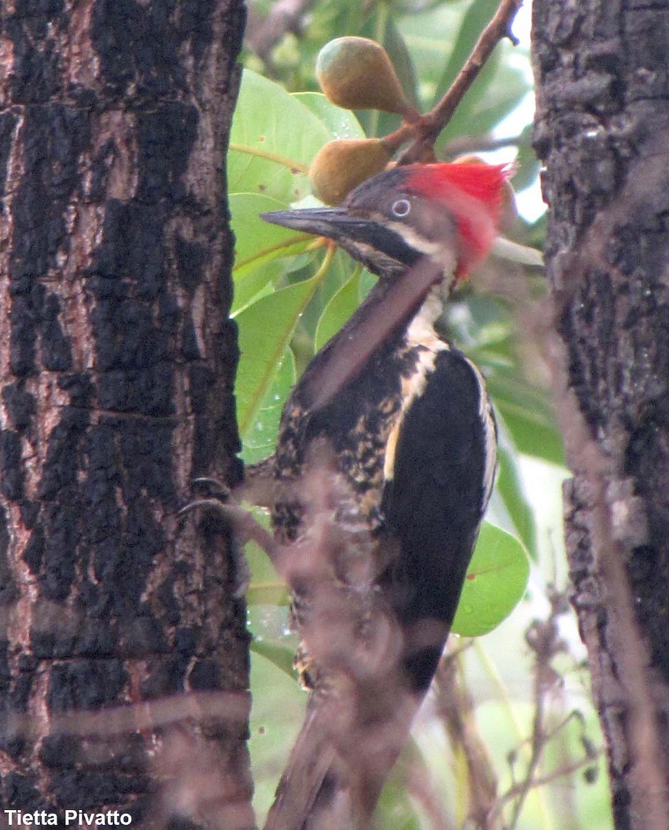 Crimson-crested Woodpecker - Maria Antonietta Castro Pivatto