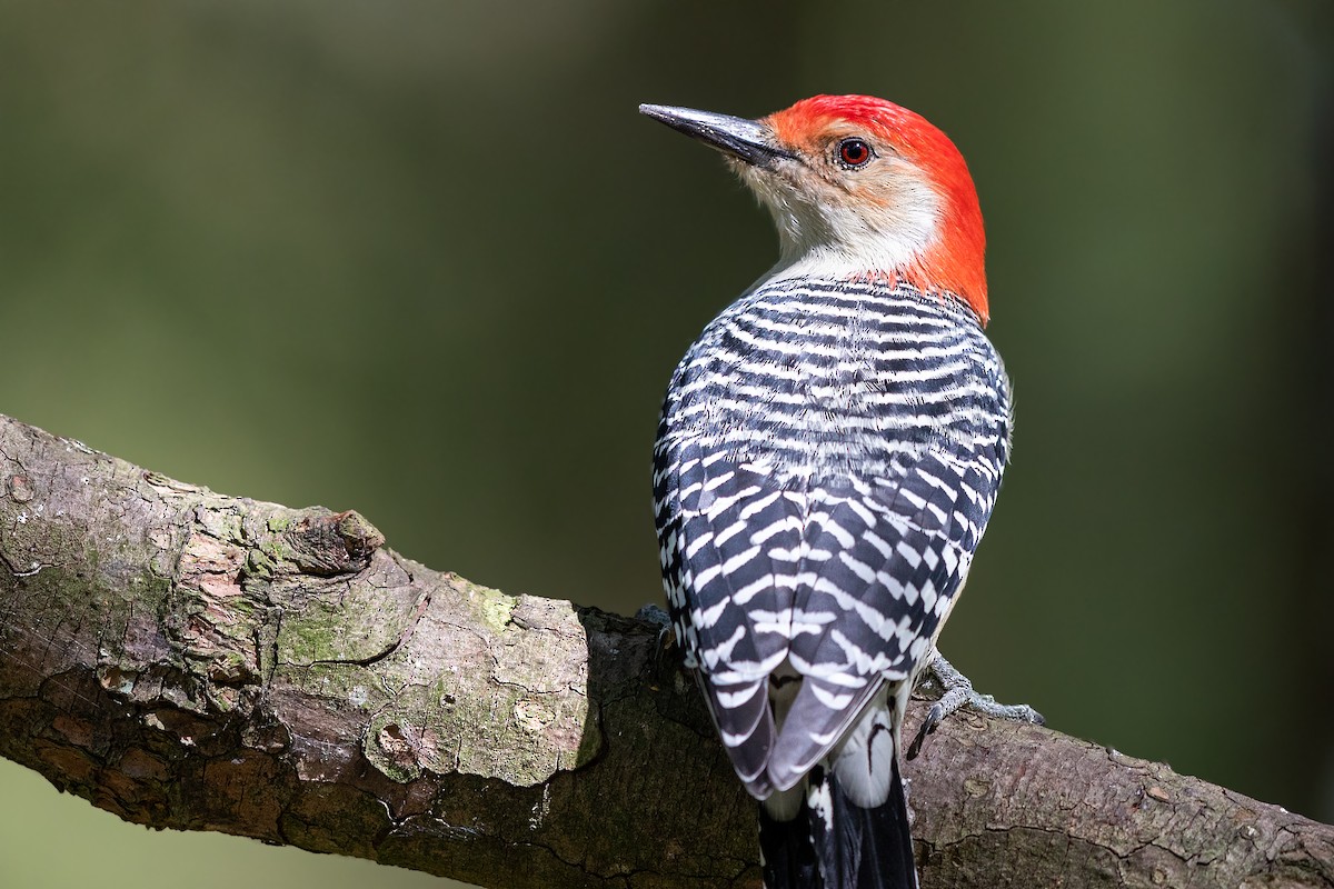 Red-bellied Woodpecker - ML179914241