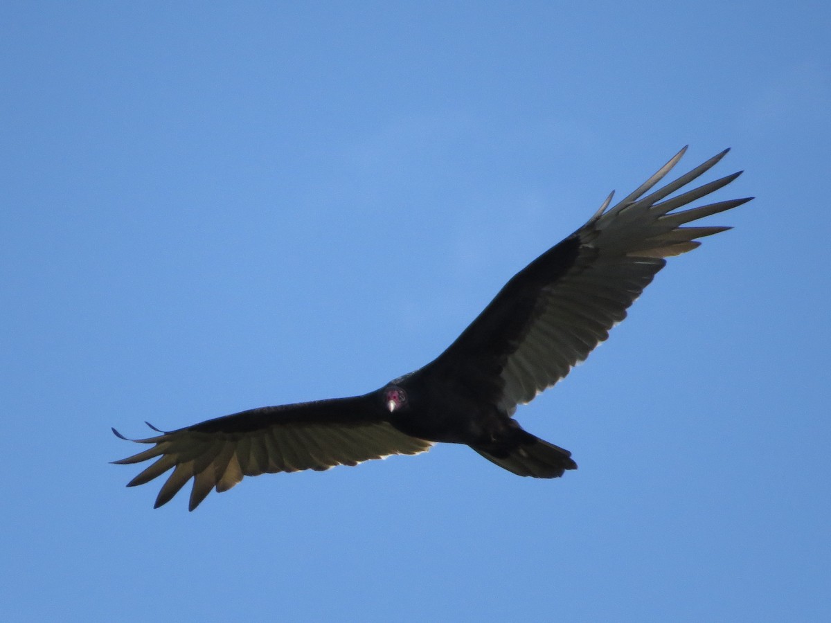 Turkey Vulture - ML179914921