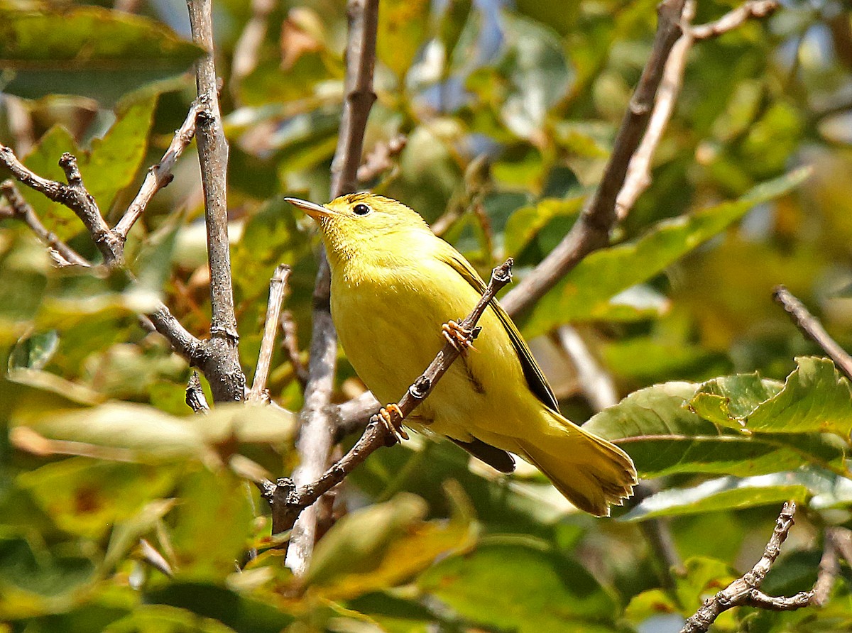 Yellow Warbler - Roger Ahlman