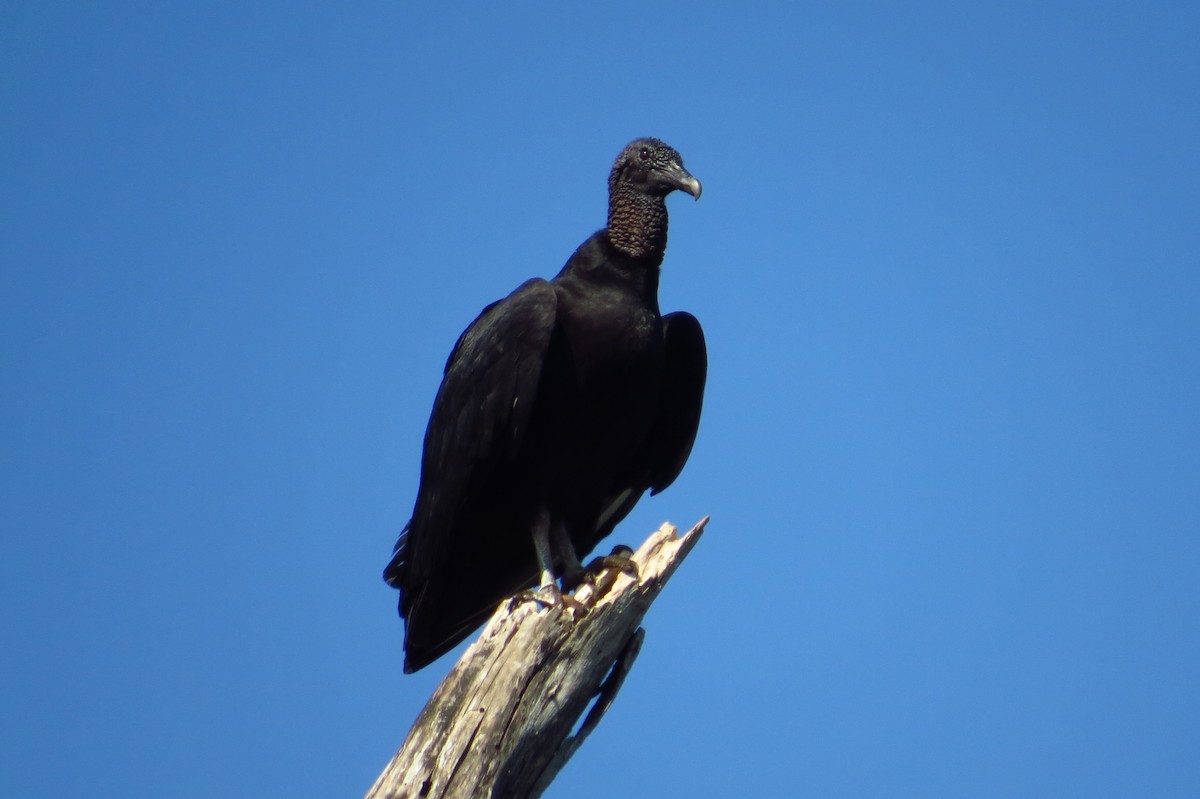 Black Vulture - ML179916721