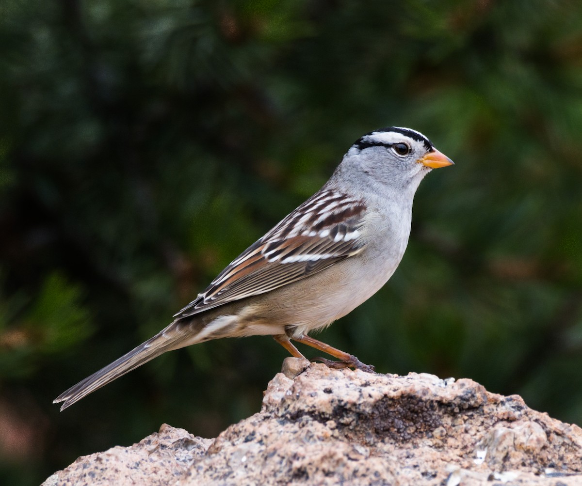 White-crowned Sparrow - Jim Merritt