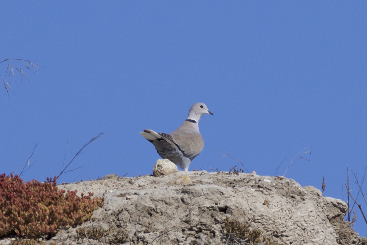 Eurasian Collared-Dove - ML179925431