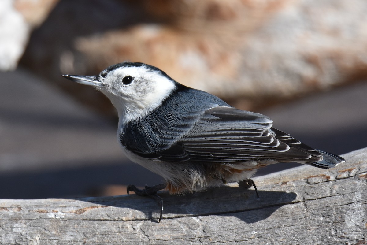 White-breasted Nuthatch - ML179927021
