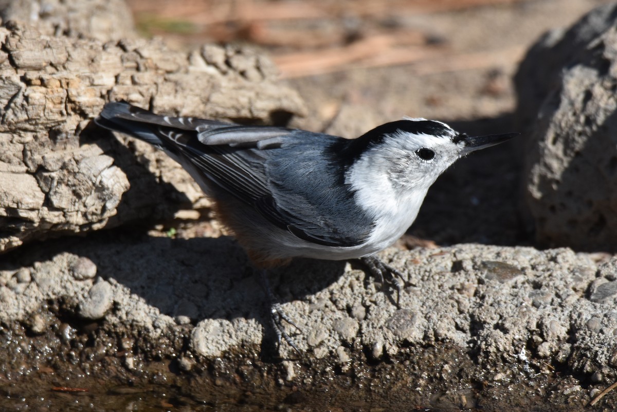 White-breasted Nuthatch - ML179927091