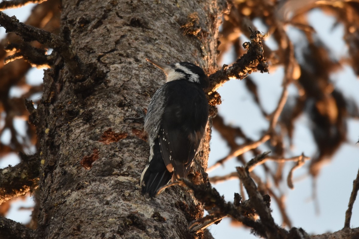 Black-backed Woodpecker - ML179936061