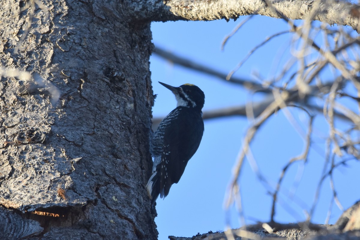 Black-backed Woodpecker - ML179936091