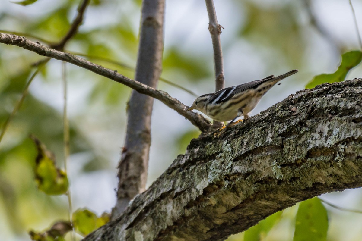 Black-and-white Warbler - ML179937051