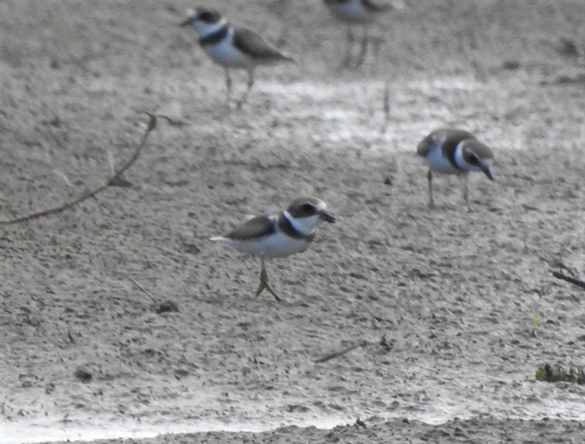 Semipalmated Plover - ML179937511