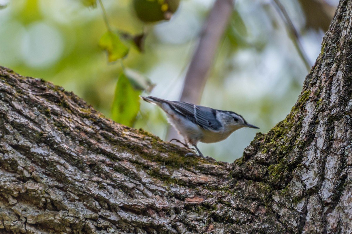 White-breasted Nuthatch - ML179937901