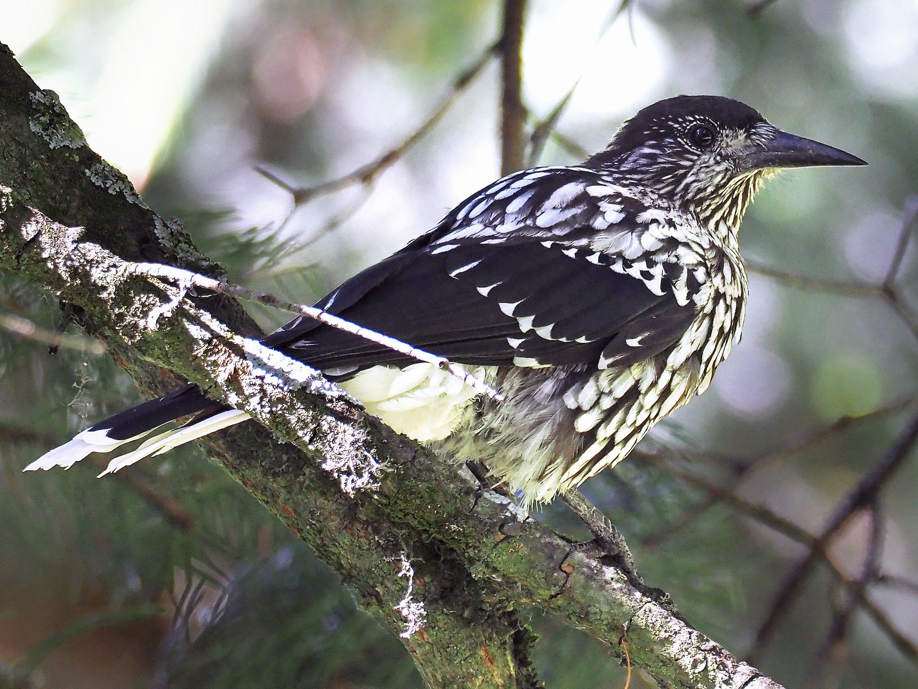 Kashmir Nutcracker (Largespotted Nutcracker) eBird
