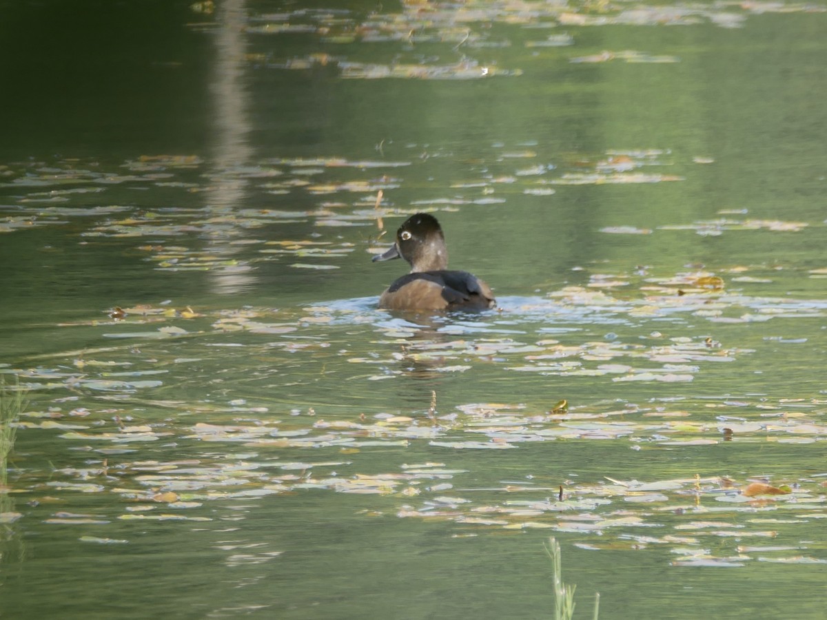 Ring-necked Duck - Barbara Coll