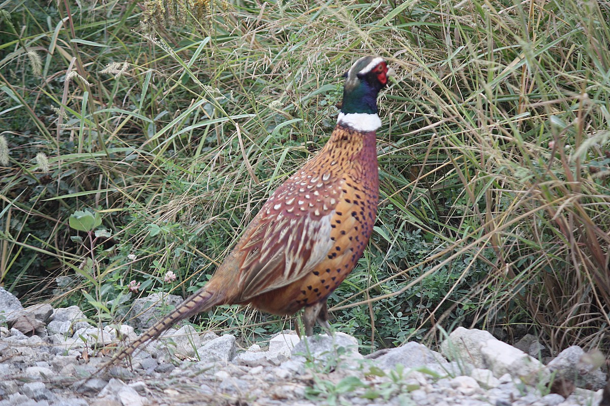 Ring-necked Pheasant - ML179945351