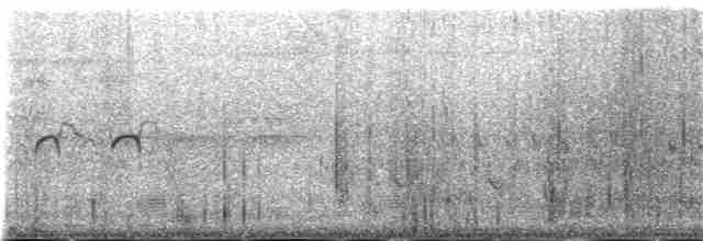 White-cheeked Pintail (White-cheeked) - ML179948131