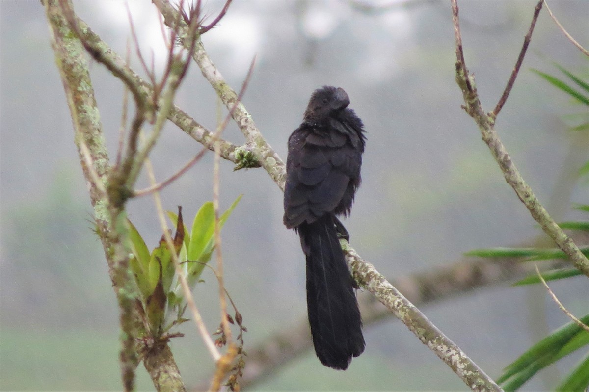 Smooth-billed Ani - Dominic Le Croissette