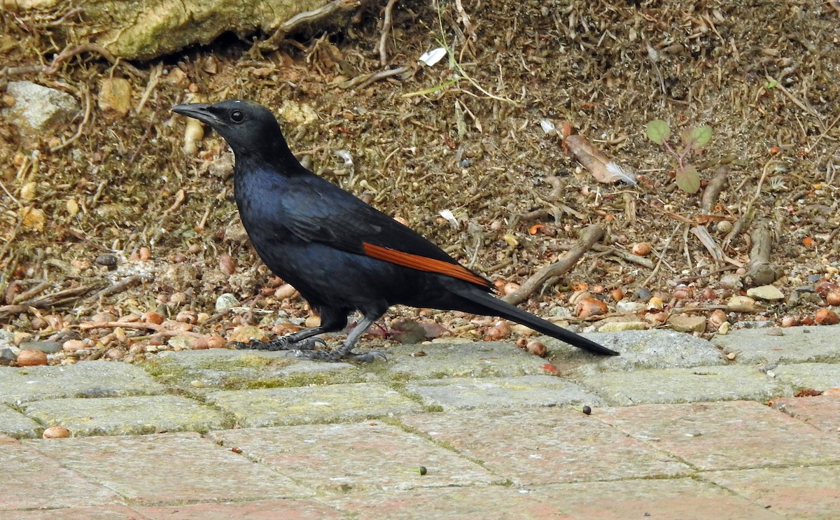 Red-winged Starling - ML179949541