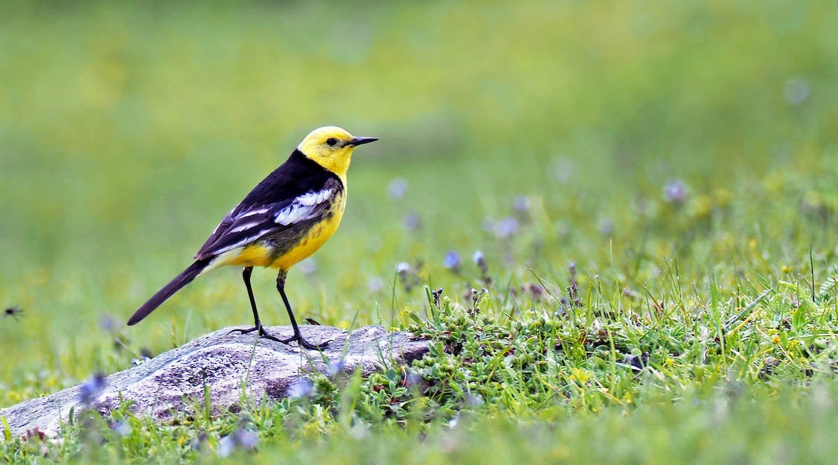 Citrine Wagtail (Black-backed) - ML179952361