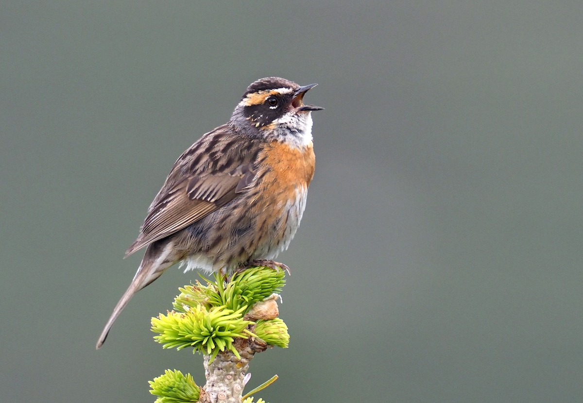 Rufous-breasted Accentor - ML179952441