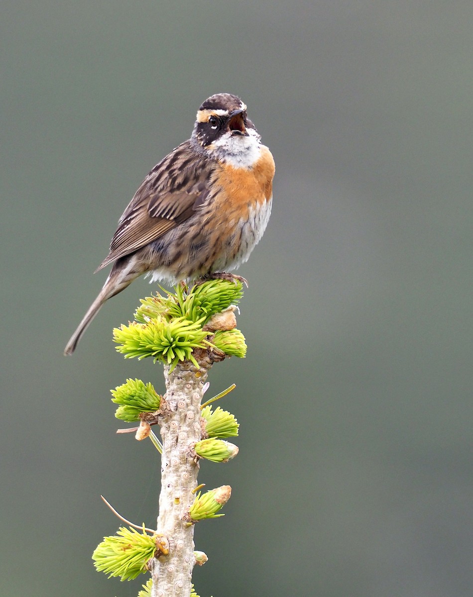 Rufous-breasted Accentor - ML179952471