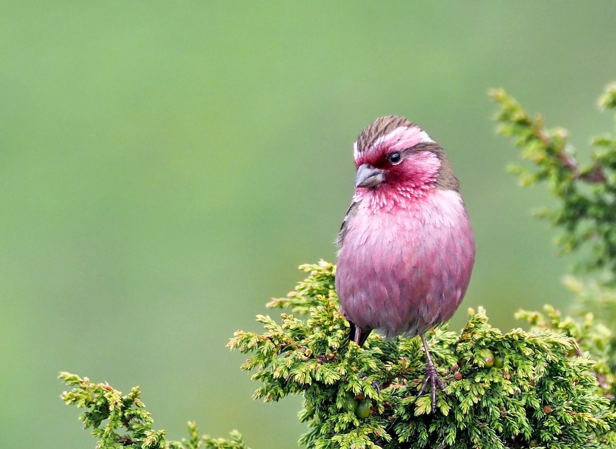 Himalayan White-browed Rosefinch - Andrew Spencer