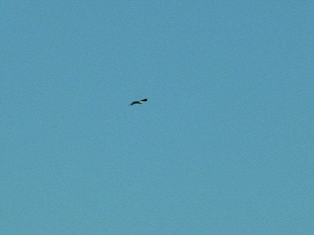 White-tailed Kite - Ed Dukart