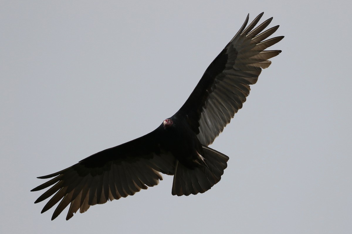 Turkey Vulture - ML179961881