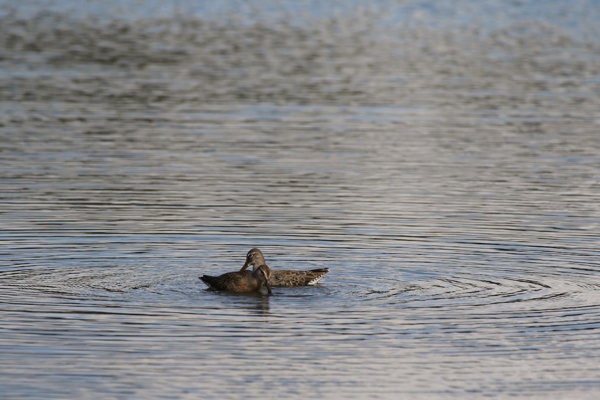 Long-billed Dowitcher - ML179965111