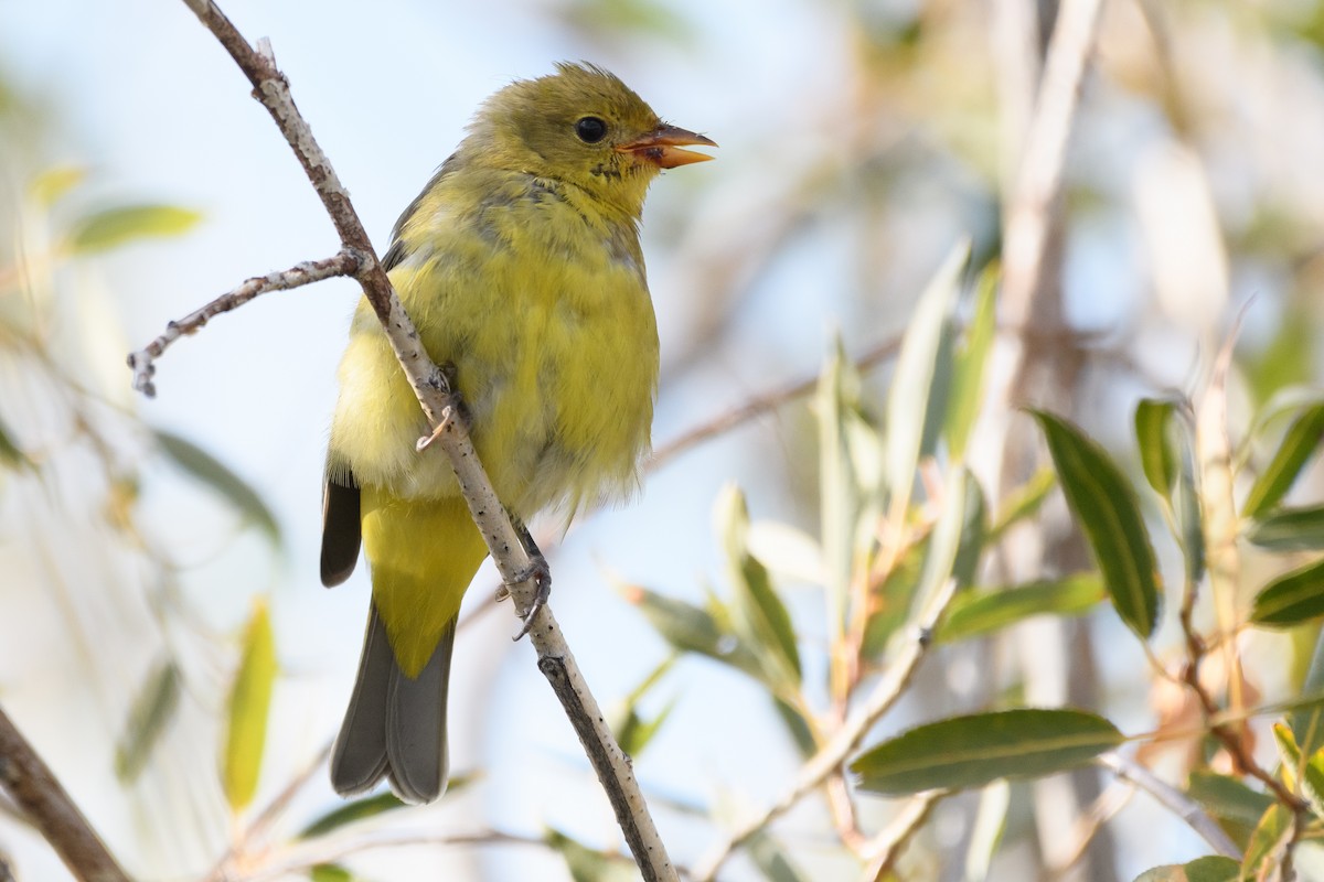 Western Tanager - ML179965841