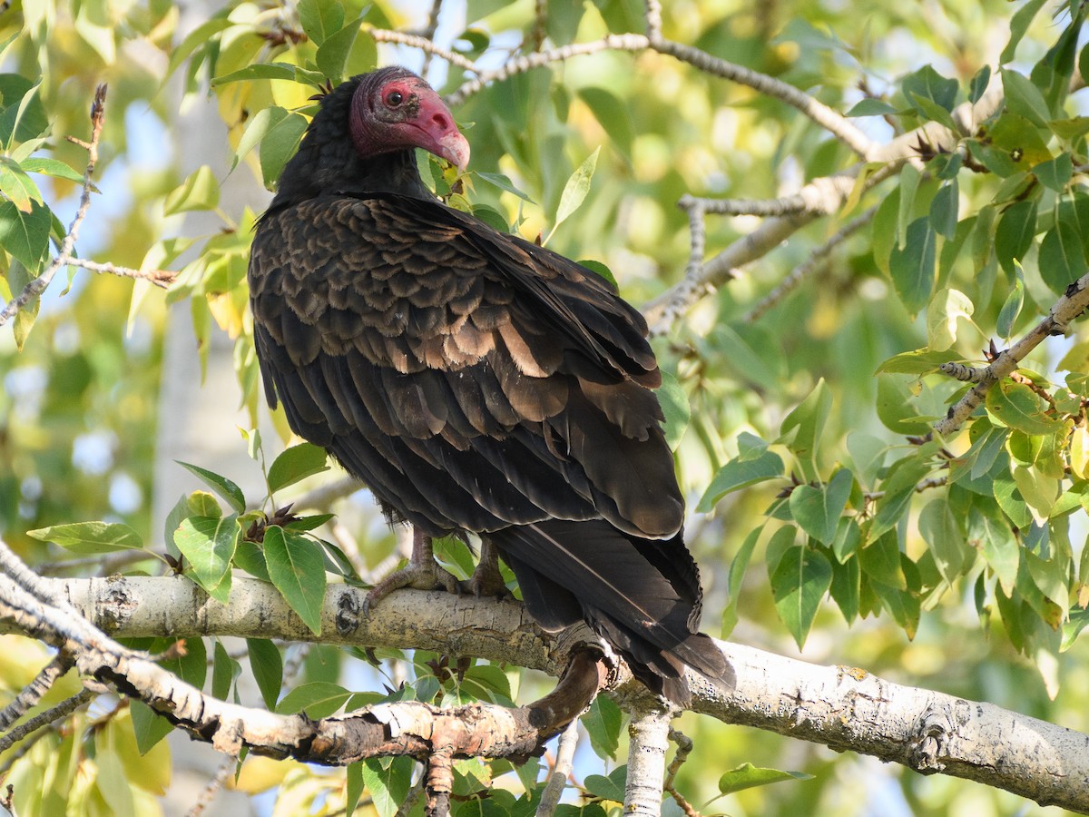 Turkey Vulture - ML179965961