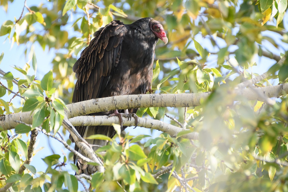 Turkey Vulture - ML179965971