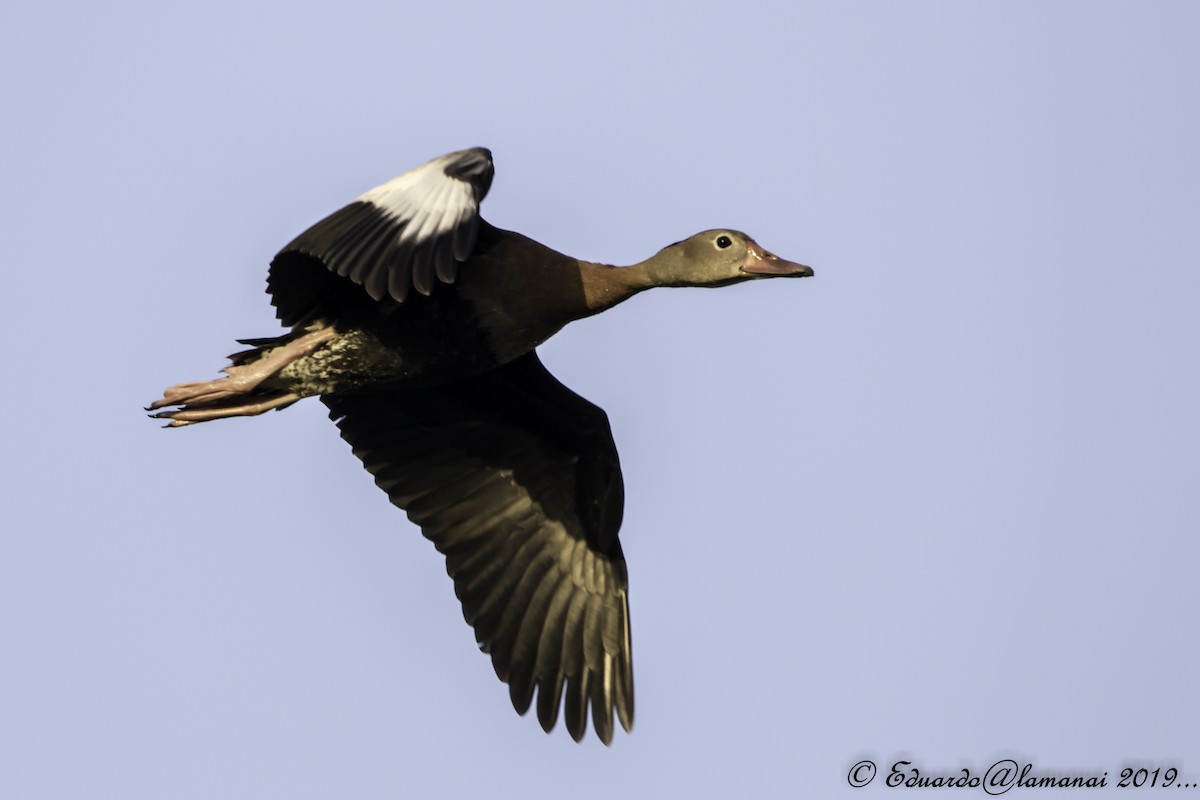 Black-bellied Whistling-Duck - Jorge Eduardo Ruano