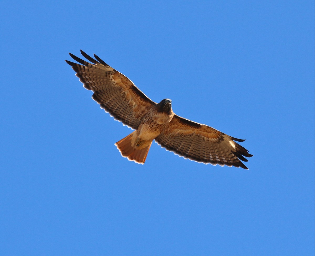 Red-tailed Hawk - ML179971011