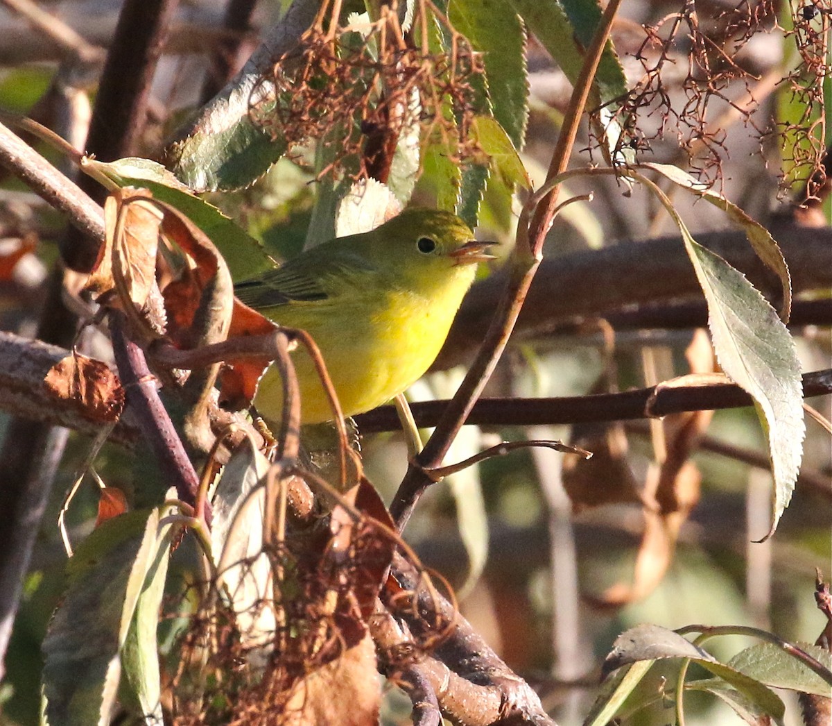Yellow Warbler - Pair of Wing-Nuts