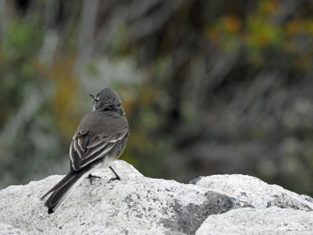 Cape Wagtail - kas dumroese