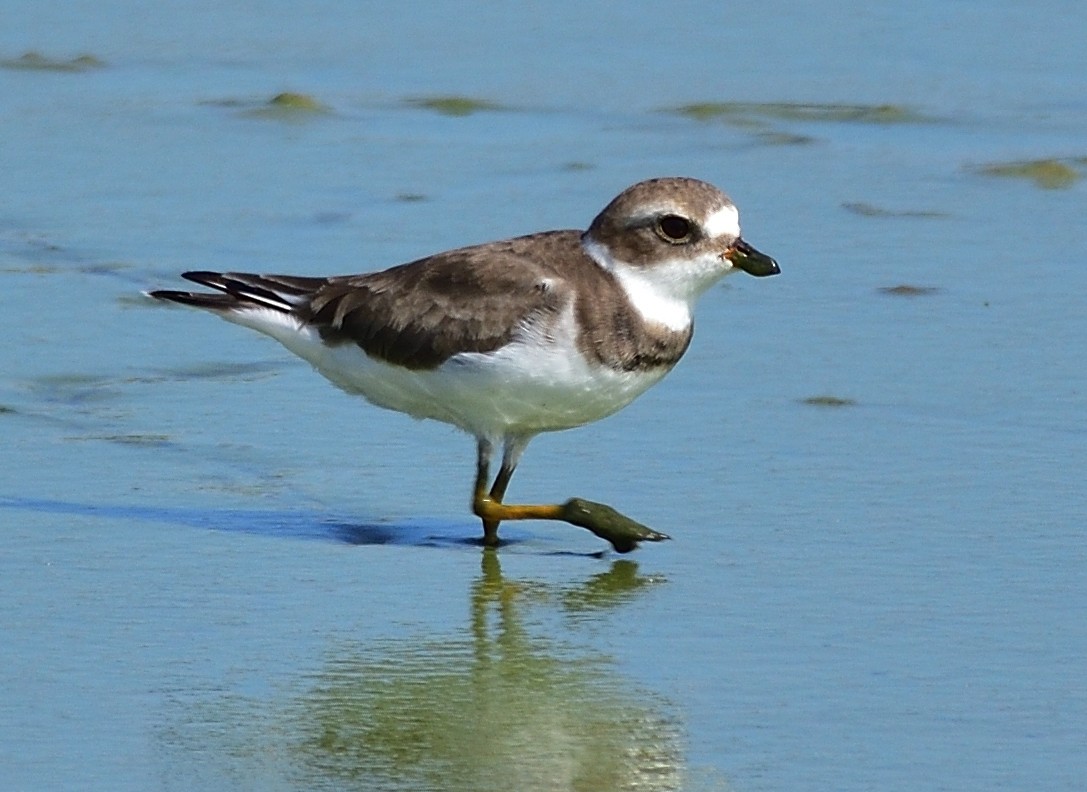 Semipalmated Plover - Ad Konings