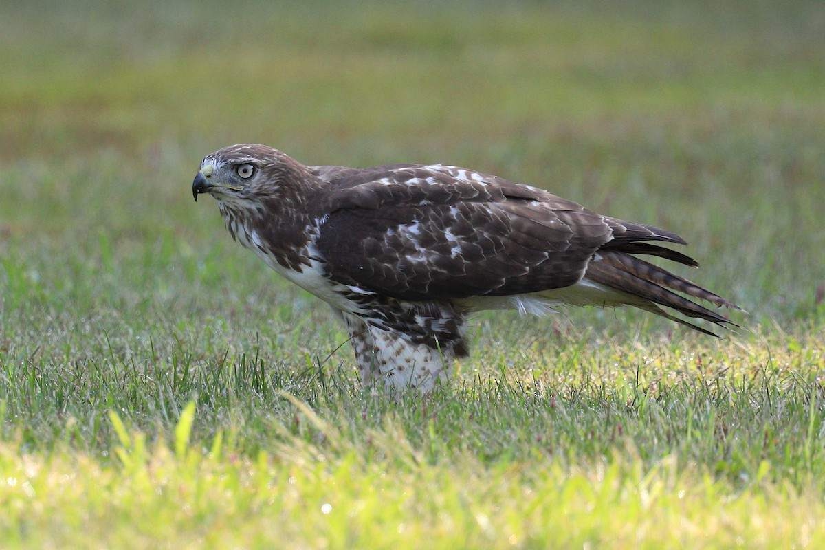 Red-tailed Hawk - Peter F