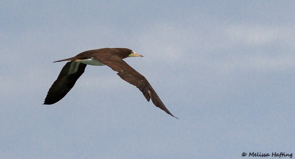 Brown Booby - ML179982651