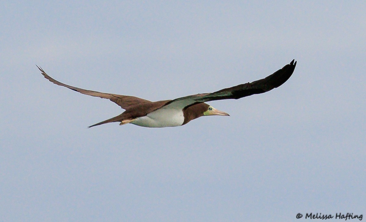 Brown Booby - ML179983061