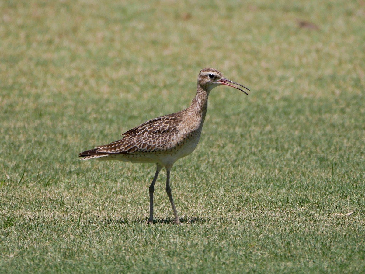 Little Curlew - ML179986601