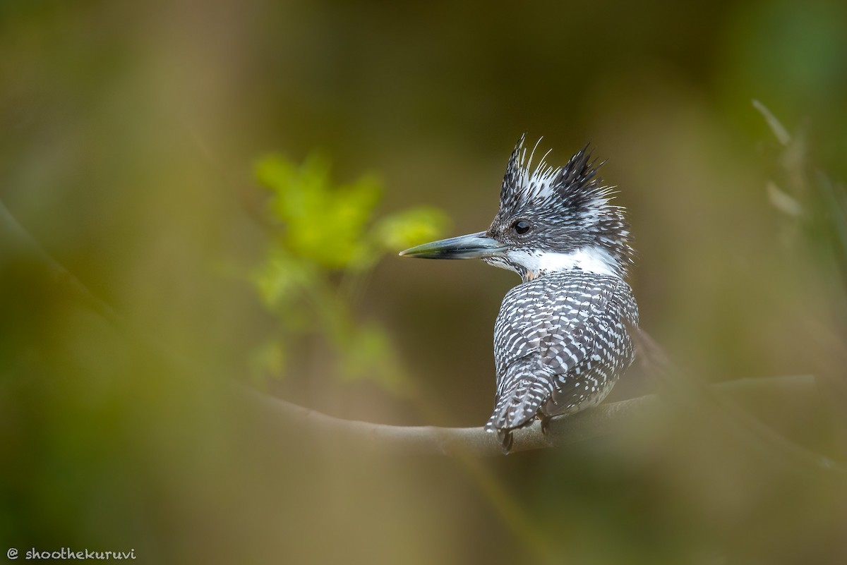 Crested Kingfisher - ML179993281