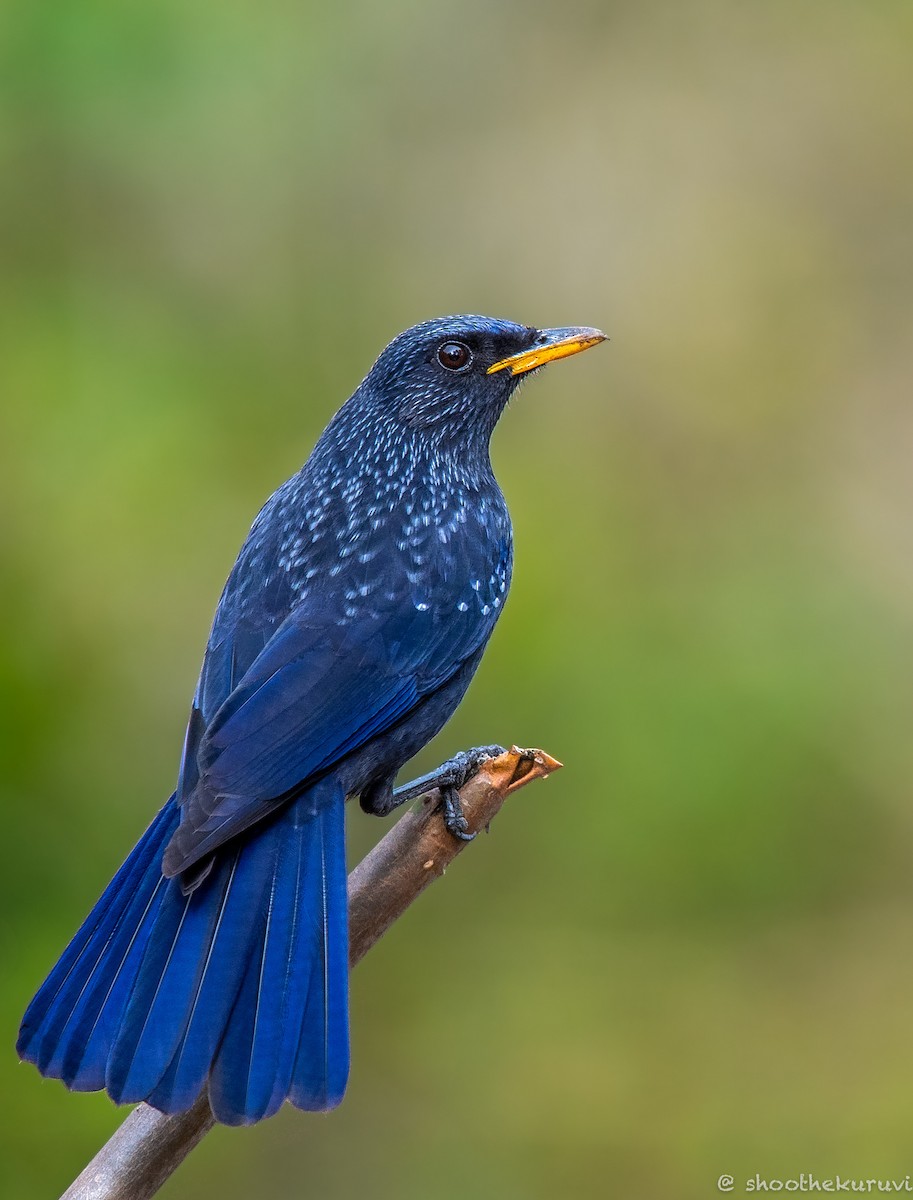 Blue Whistling-Thrush - Sivaguru Noopuran PRS