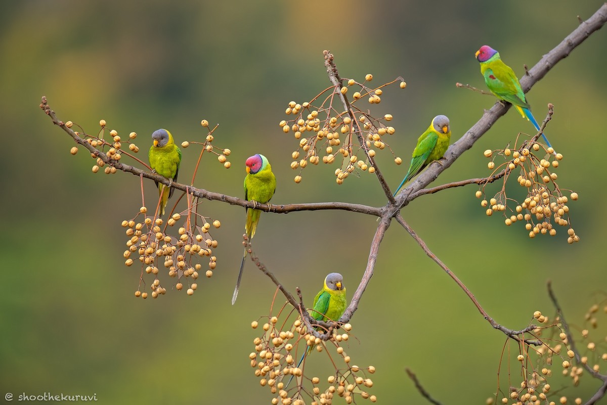 Plum-headed Parakeet - Sivaguru Noopuran PRS