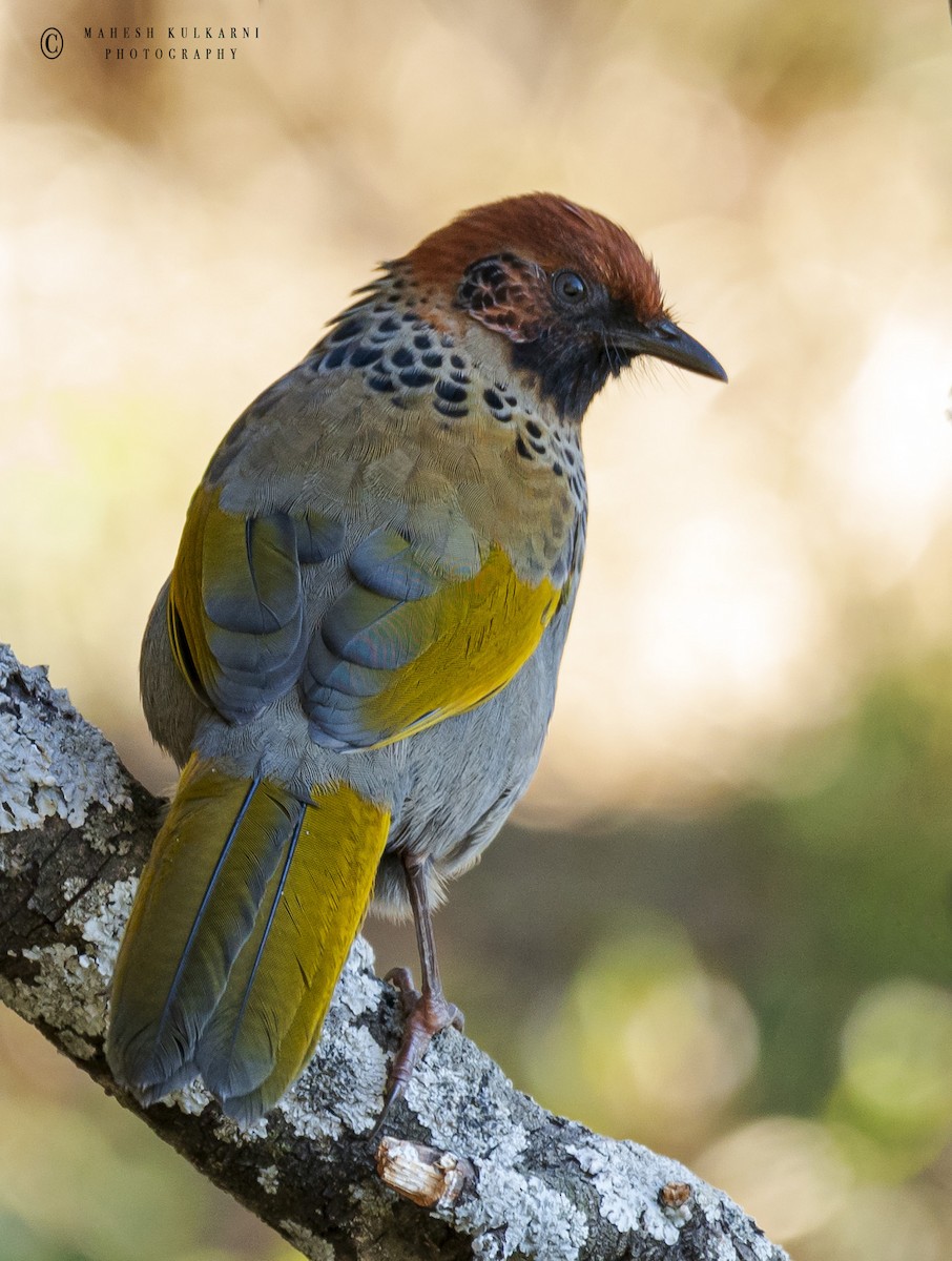 Chestnut-crowned Laughingthrush - ML179995581