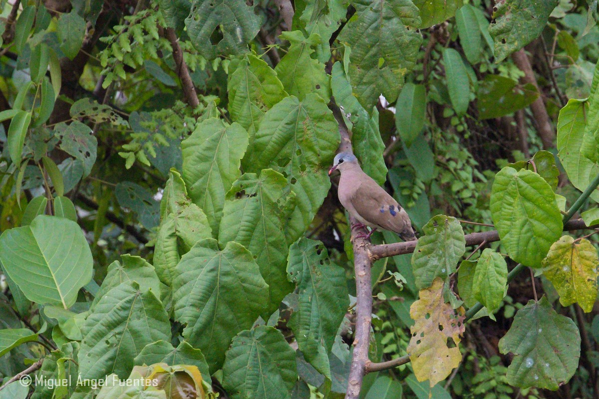 Blue-spotted Wood-Dove - ML179996441