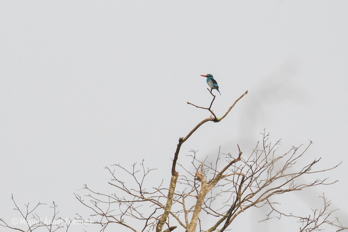 Blue-breasted Kingfisher - Miguel Angel Fuentes Rosúa
