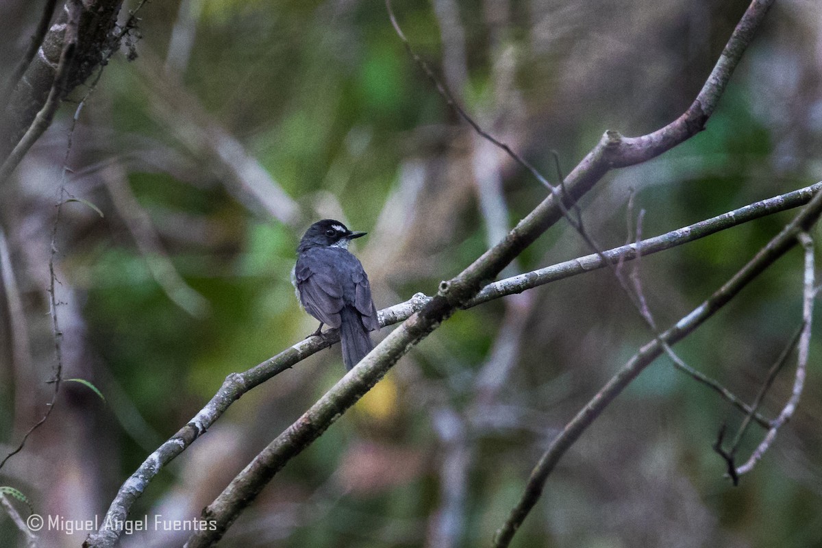 White-browed Forest-Flycatcher - Miguel Angel Fuentes Rosúa
